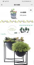 植物模板手机端效果